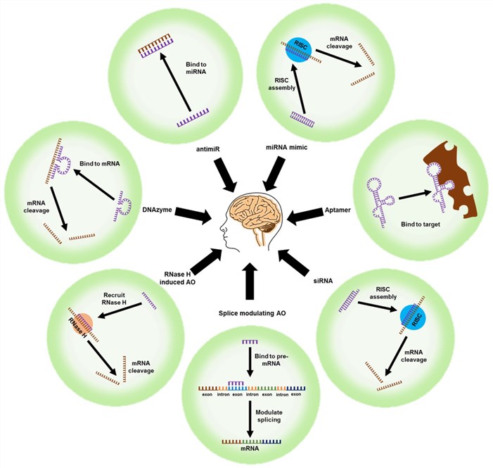 Nucleic Acid Therapeutics Market Is Expected to Reach USD 12.2 Billion by 2031: Says AMR