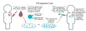 Engineered T Cells Market 