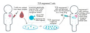 Engineered T Cells Market