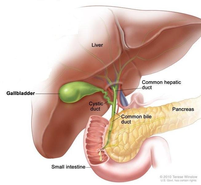 Bile Duct Cancer Drug Market