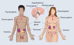 Endocrinology Drugs Market