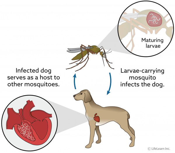 The Ultimate Guide To Heartworm Disease Market