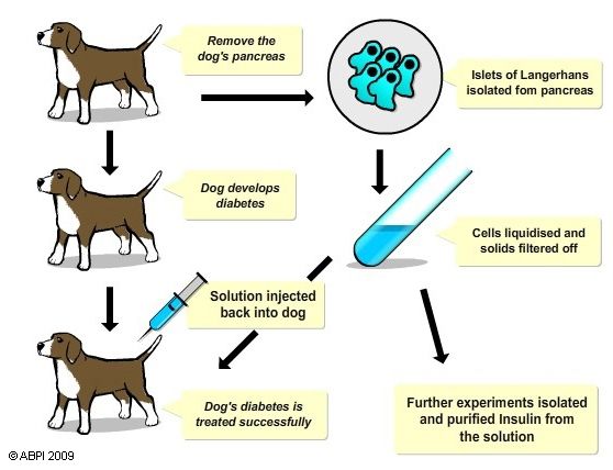 Animal Insulin Market