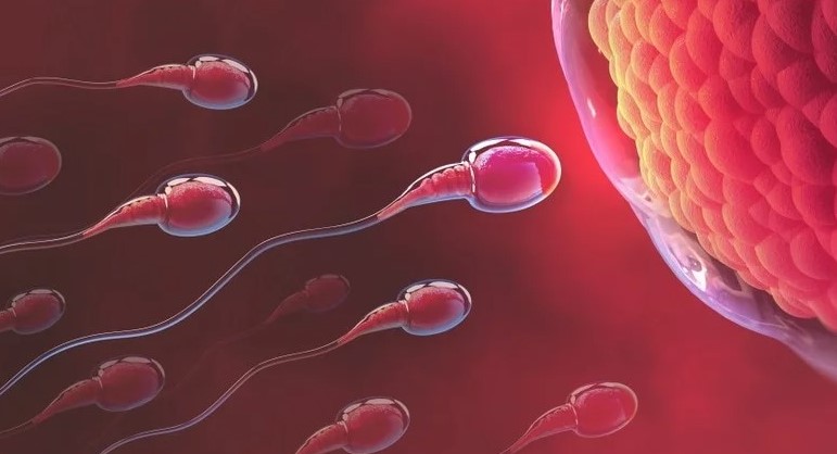 male infertility